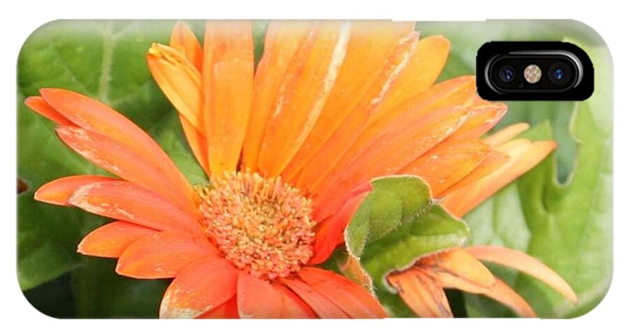 Daisey Photo iPhone X Case featuring the photograph Orange Daisy by Kimber Butler