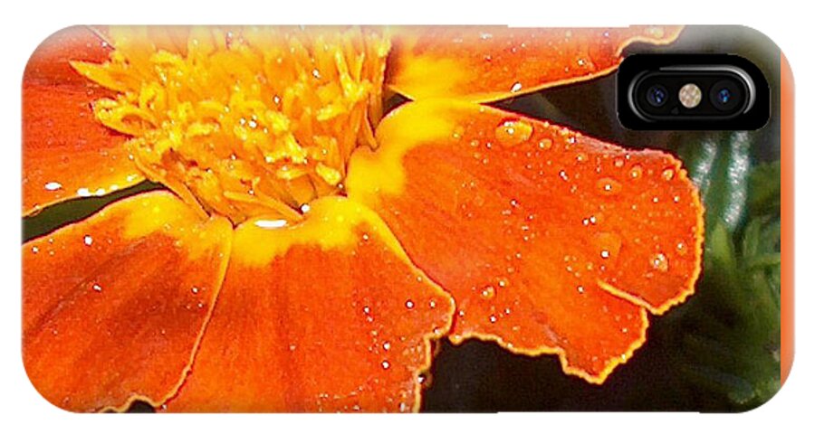 Orange iPhone X Case featuring the photograph Orange Flower by Bertie Edwards