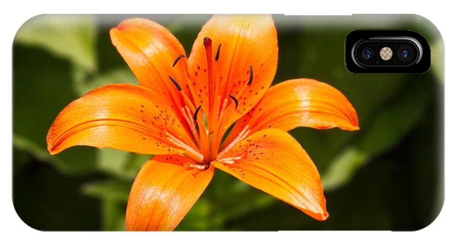 Orange iPhone X Case featuring the photograph Orange Lillie by Michael Porchik