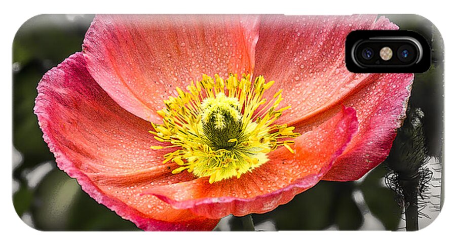 Poppy iPhone X Case featuring the digital art Orange Poppy by Photographic Art by Russel Ray Photos