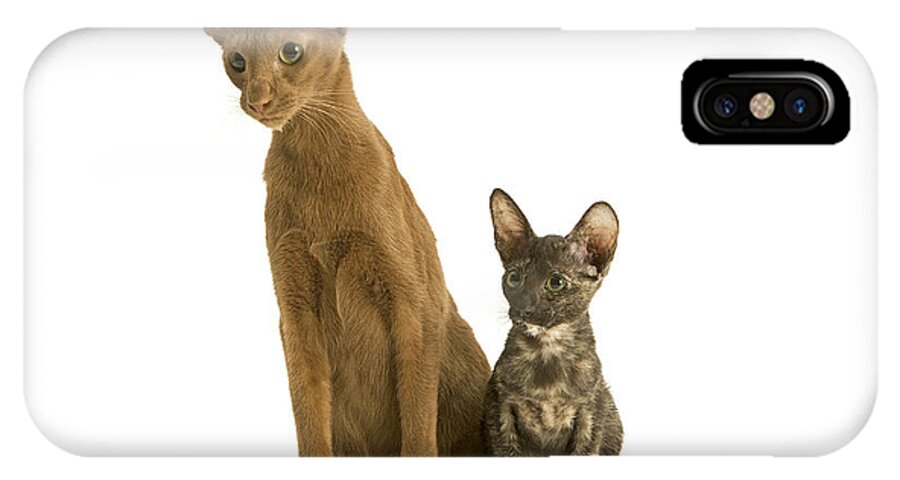 Cat iPhone X Case featuring the photograph Oriental Cat And Kitten by Jean-Michel Labat