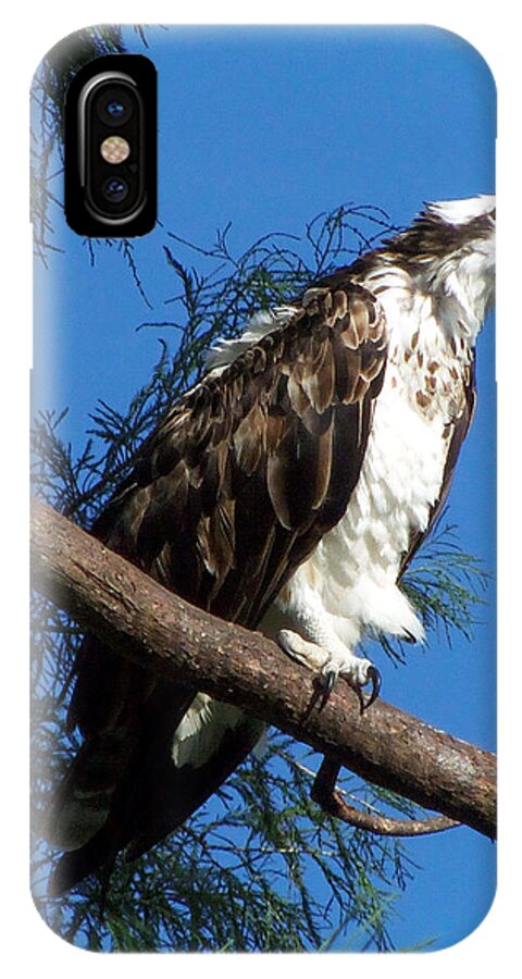 Osprey iPhone X Case featuring the photograph Osprey 102 by Christopher Mercer
