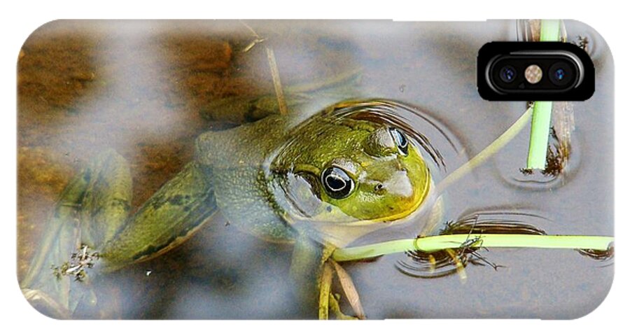 Frog iPhone X Case featuring the photograph Out For Some Fresh Air... And a Snack by Zinvolle Art