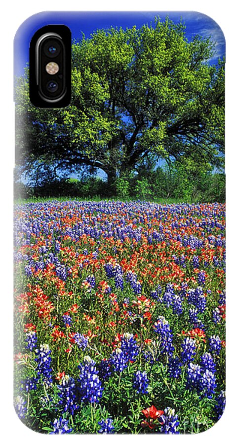 Texas iPhone X Case featuring the photograph Paintbrush and Bluebonnets - FS000057 by Daniel Dempster