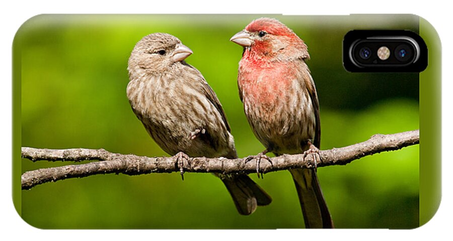 Affectionate iPhone X Case featuring the photograph Pair of House Finches in a Tree by Jeff Goulden