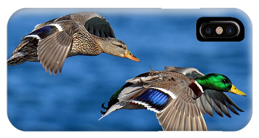 Duck iPhone X Case featuring the photograph Pair of Mallards in Flight by Rodney Campbell
