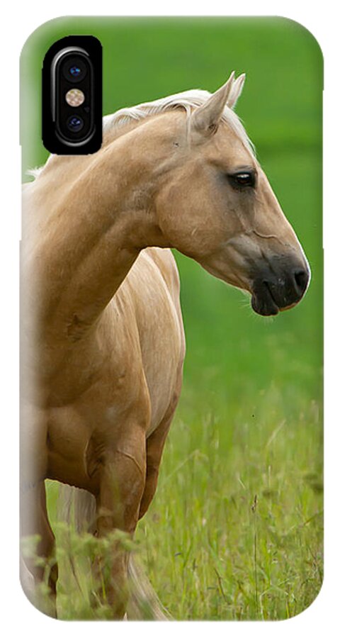 Pale Brown Horse iPhone X Case featuring the photograph Pale Brown Horse by Torbjorn Swenelius