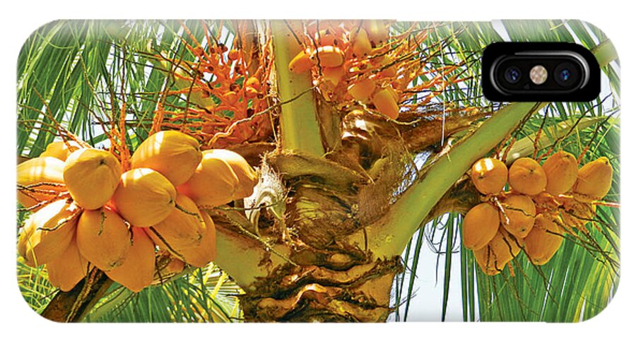 Coconuts iPhone X Case featuring the photograph Palm Tree with Coconuts by Val Miller