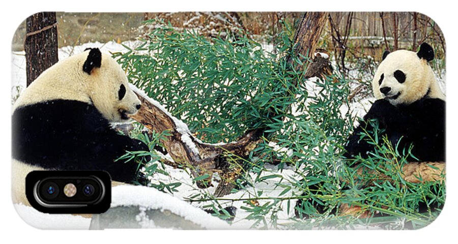 Panda iPhone X Case featuring the photograph Panda Bears in Snow by Chris Scroggins