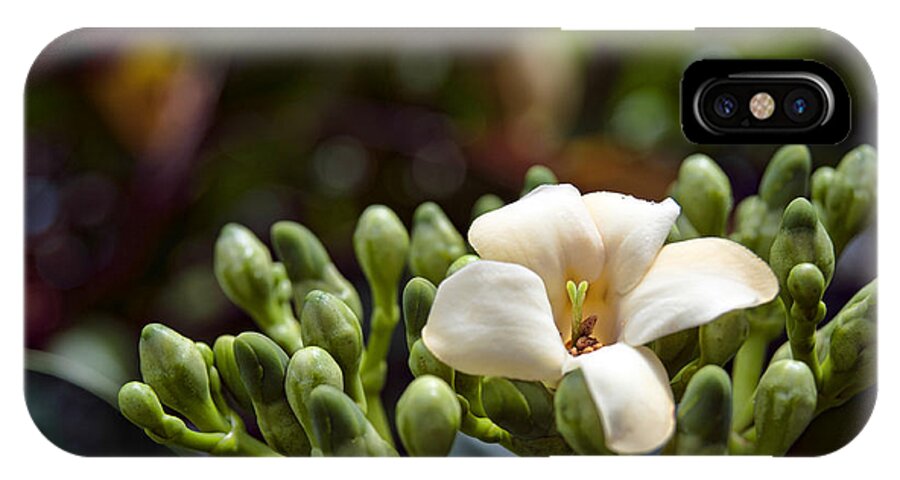 Hawaii iPhone X Case featuring the photograph Papaya Flower by Dan McManus