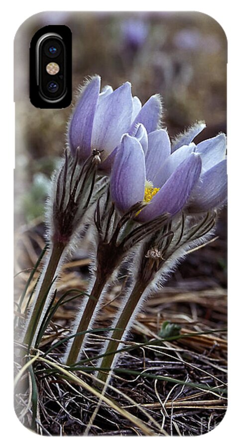 Flowers iPhone X Case featuring the photograph Pasque flower by Steven Ralser