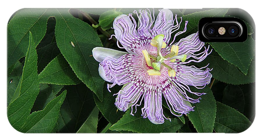 Passion Flower Vine Iphone X Case For Sale By Ira Runyan,Sacagawea Coin Errors
