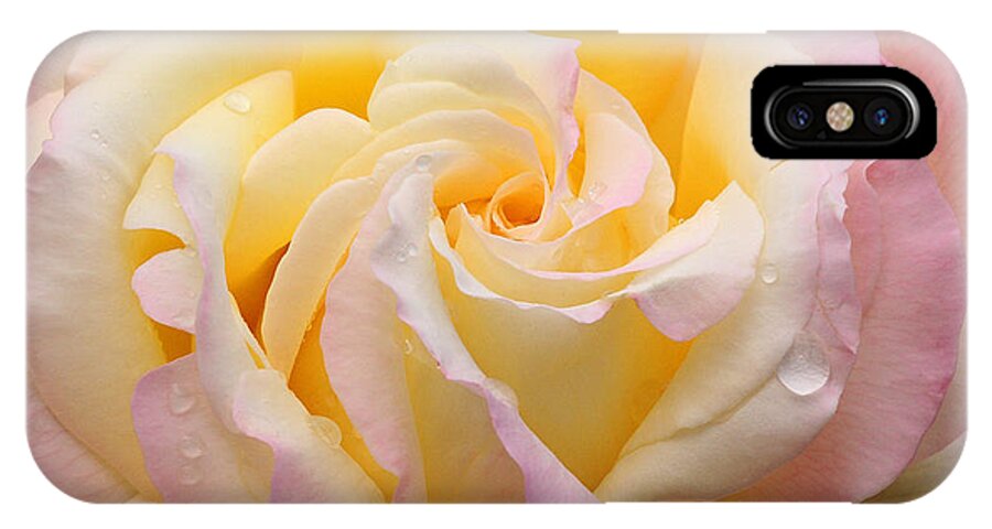 Nature iPhone X Case featuring the photograph Peace Rose by Olivia Hardwicke
