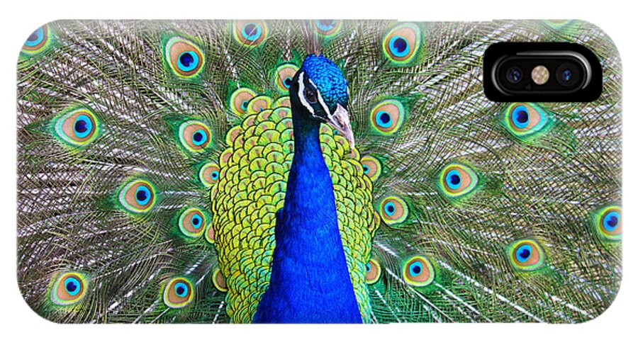 Birds iPhone X Case featuring the photograph Peacock by Roger Becker