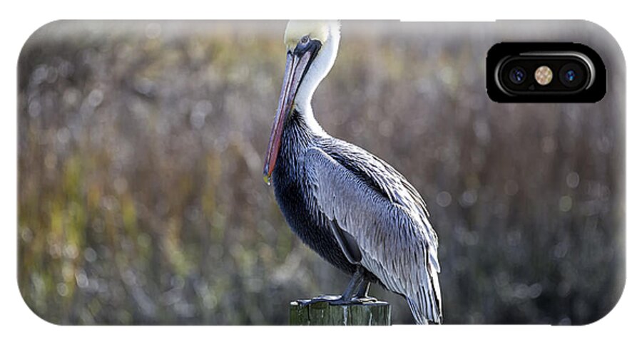 Pelican iPhone X Case featuring the photograph Pelican 04 by Jim Dollar