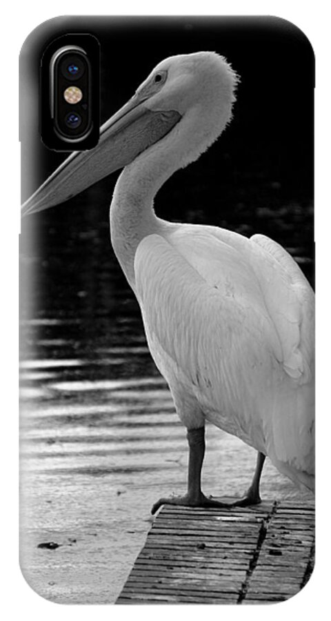 White Pelicans iPhone X Case featuring the photograph Pelican in the Dark by Laurie Perry
