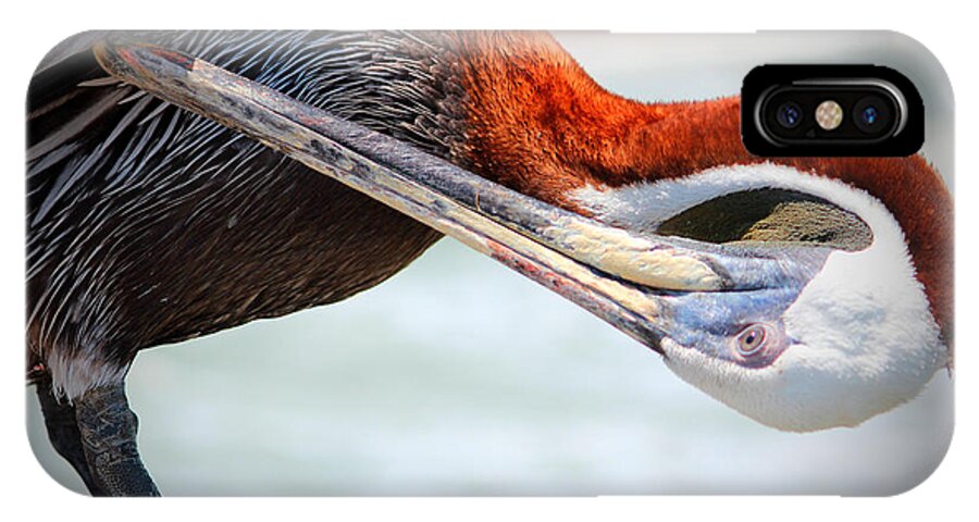Pelican iPhone X Case featuring the photograph Pelican Itch by Cynthia Guinn