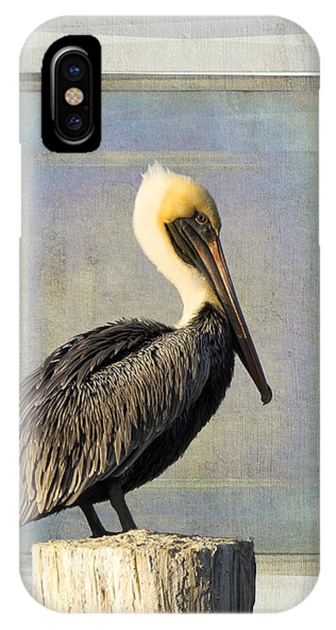 Pelican iPhone X Case featuring the photograph Pelican Portrait by Don Schiffner