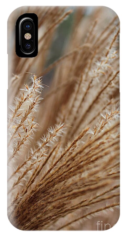 Ornamental Grass iPhone X Case featuring the photograph Pennisetum by Arlene Carmel