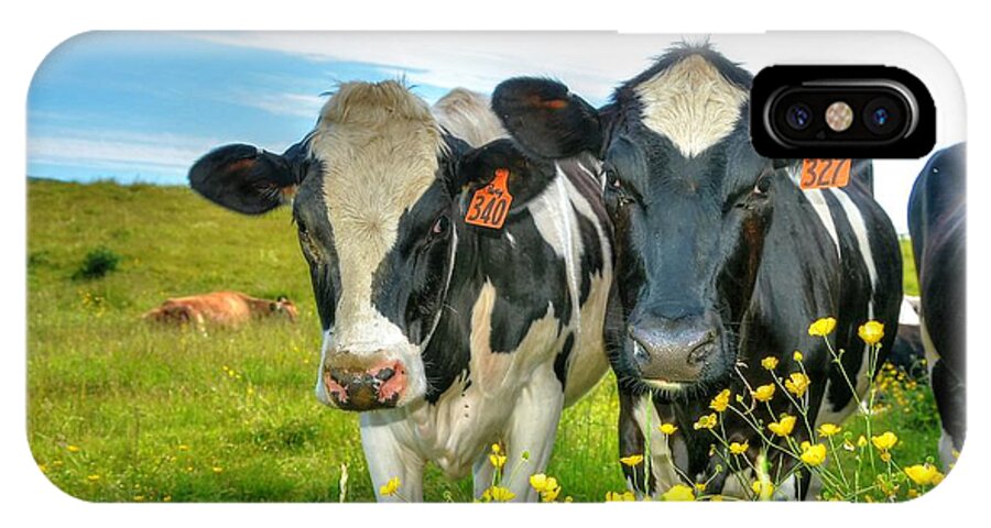 Holstein iPhone X Case featuring the photograph Percy's Holsteins by John Nielsen