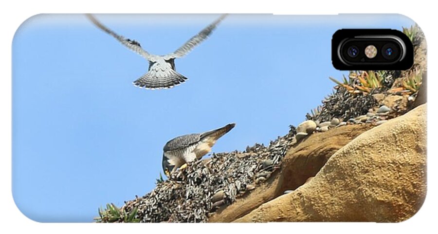 Peregrine iPhone X Case featuring the photograph Peregrine Falcons - 2 by Christy Pooschke