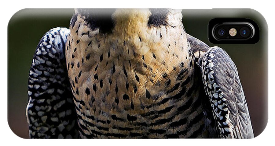 Feather iPhone X Case featuring the photograph Peregrine Focus by Mary Jo Allen