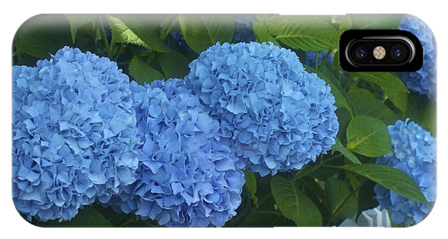 Blue Hydrangeas iPhone X Case featuring the photograph Perfect Blue Hydrangeas by Amazing Jules