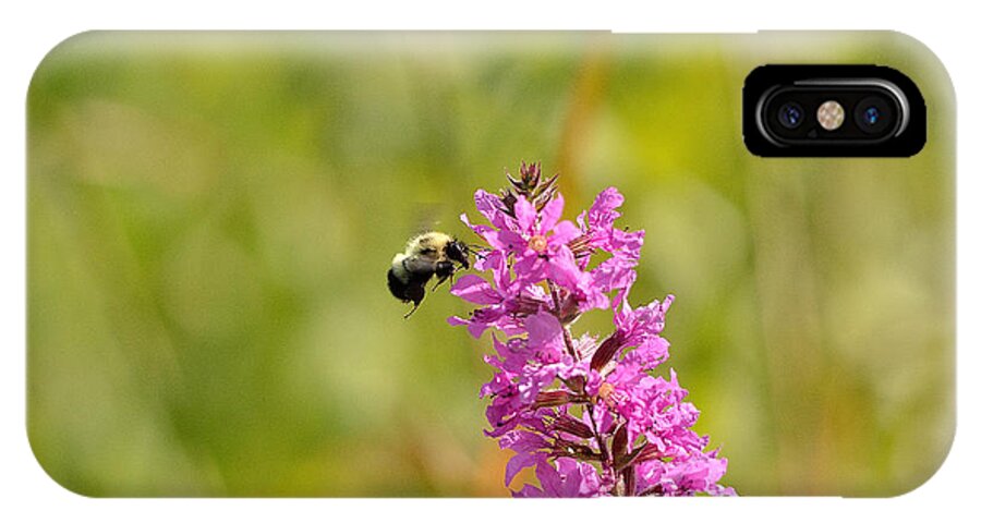 Bee iPhone X Case featuring the photograph Pink and Gold by David Porteus