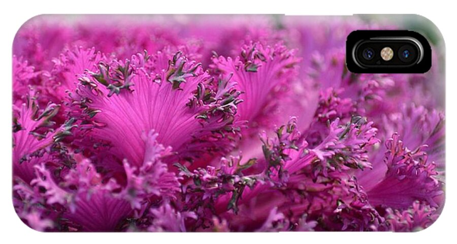 Pink Kale iPhone X Case featuring the photograph Pink Kale by Maria Urso