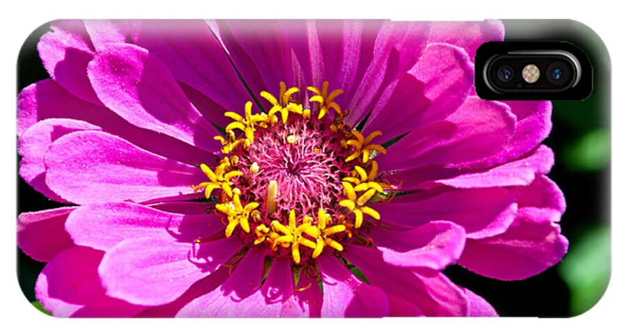 Zinnia iPhone X Case featuring the photograph Pink Zinnia by Tikvah's Hope