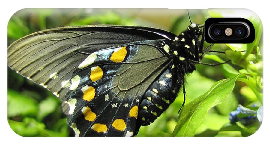 Butterfly iPhone X Case featuring the photograph Pipevine Swallowtail by Jennifer Wheatley Wolf