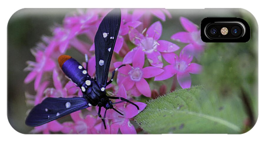 Ctenuchinae iPhone X Case featuring the photograph Polka Dot Wasp Moth by Karen Stephenson