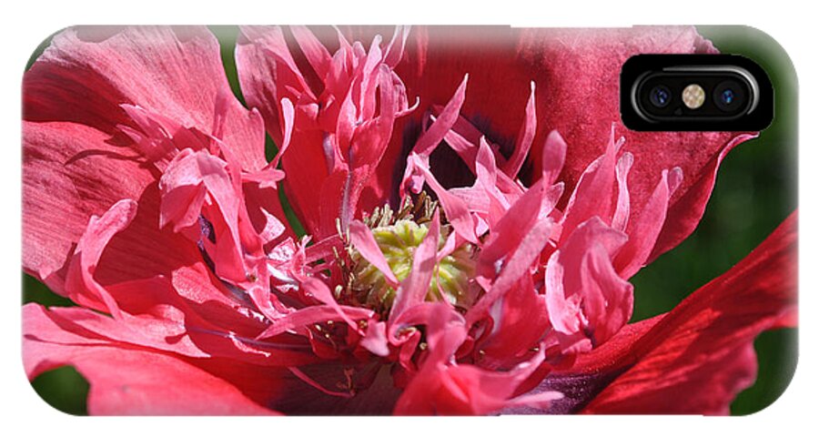 Remembrance iPhone X Case featuring the photograph Poppy Pink by Jim Hogg