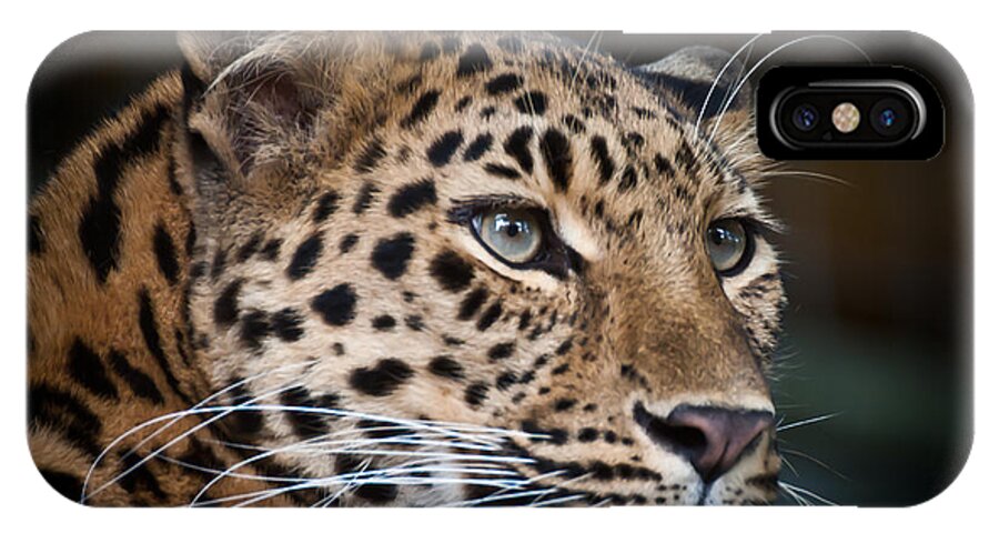 Marwell iPhone X Case featuring the photograph Portrait of a Leopard by Chris Boulton