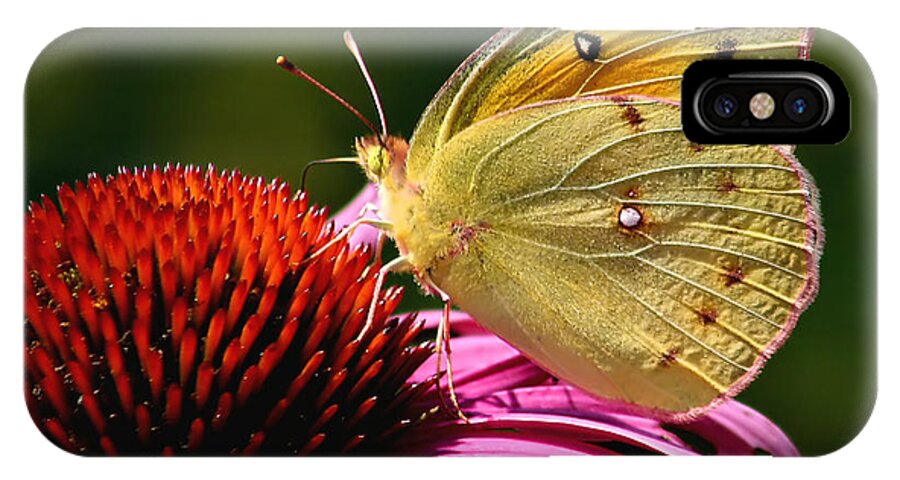 Flower iPhone X Case featuring the photograph Pretty as a Butterfly by Roger Becker