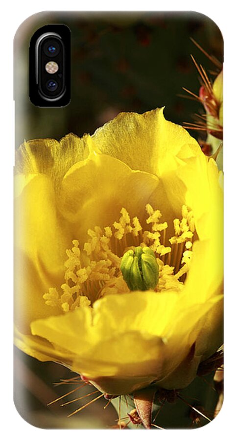 Cactus iPhone X Case featuring the photograph Prickly Pear flower by Alan Vance Ley