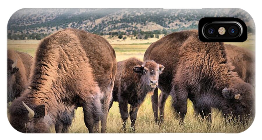 Buffalo iPhone X Case featuring the photograph Pride of the Herd by Jacqui Binford-Bell