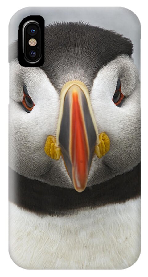 Festblues iPhone X Case featuring the photograph Puffin it Up... by Nina Stavlund