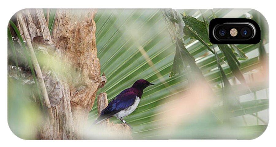 Purple iPhone X Case featuring the photograph Purple birs in trees by Denise Cicchella