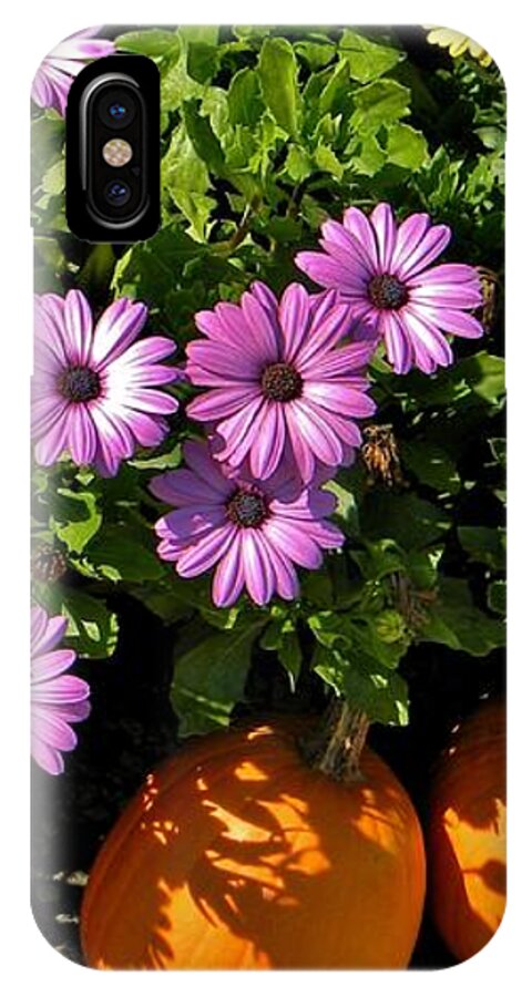 Purple Daisies iPhone X Case featuring the photograph Purple Daisies and a Touch of Orange by Jean Goodwin Brooks