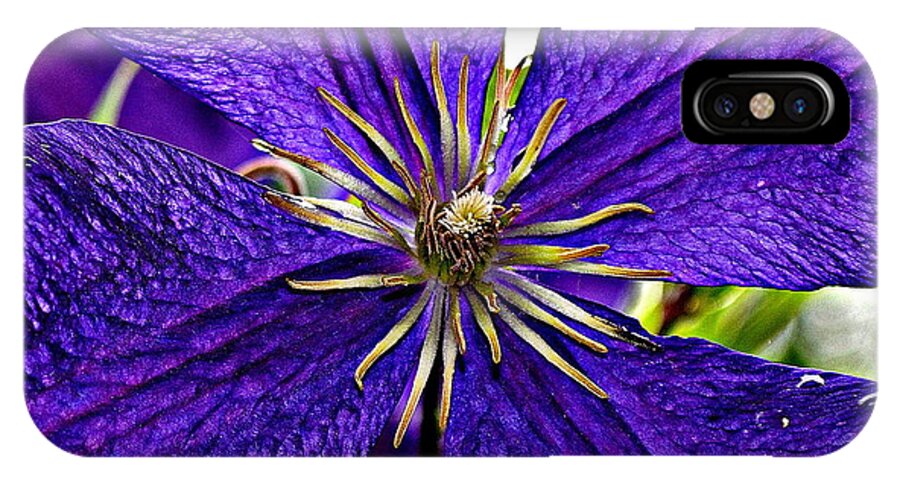 Purple iPhone X Case featuring the photograph Purple Star by Michelle Ayn Potter