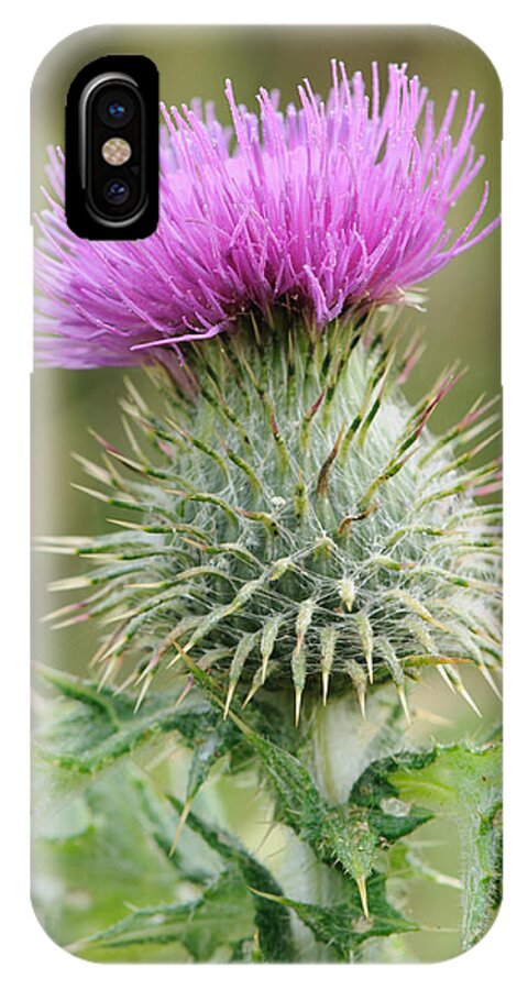  Scotland iPhone X Case featuring the photograph Purple Thistle by Jeremy Voisey