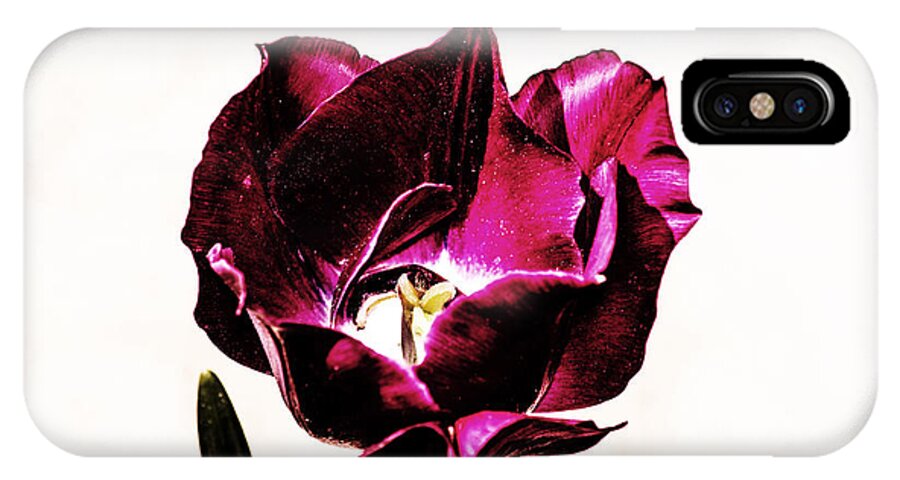 Tulip iPhone X Case featuring the photograph Purple Tulip by Angela DeFrias