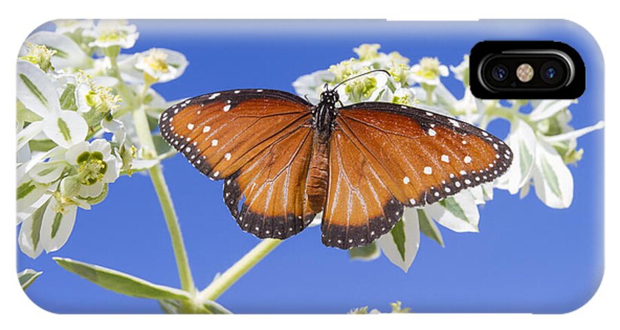 Queen Butterfly iPhone X Case featuring the photograph Queen Butterfly by Steven Schwartzman