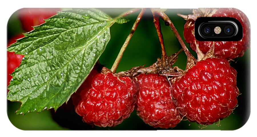 Raspberries iPhone X Case featuring the photograph Raspberries by Nikolyn McDonald