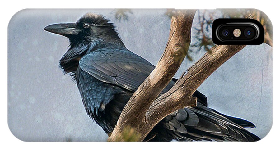 Arizona iPhone X Case featuring the photograph Raven by Alan Toepfer