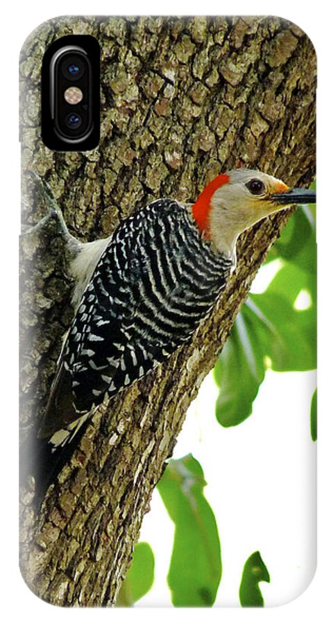 Bird iPhone X Case featuring the photograph Red-Bellied Woodpecker. by Chris Kusik