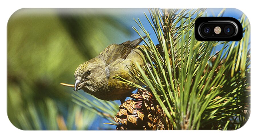 Animal iPhone X Case featuring the photograph Red Crossbill Eating Cone Seeds by Paul J. Fusco