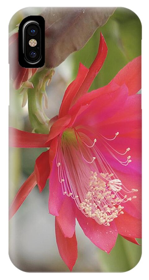 Epiphyllum iPhone X Case featuring the photograph Red Epiphyllum Study by Denise Clark
