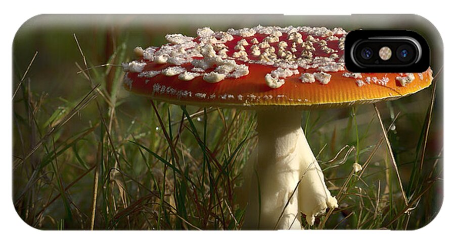 Toadstool iPhone X Case featuring the photograph Red Fairy Mushroom by Shirley Mitchell